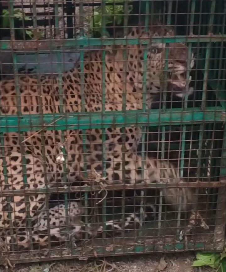 आदमखोर बाघ पकड़ा गया, बहराइच के ग्रामीणों ने ली राहत की सांस