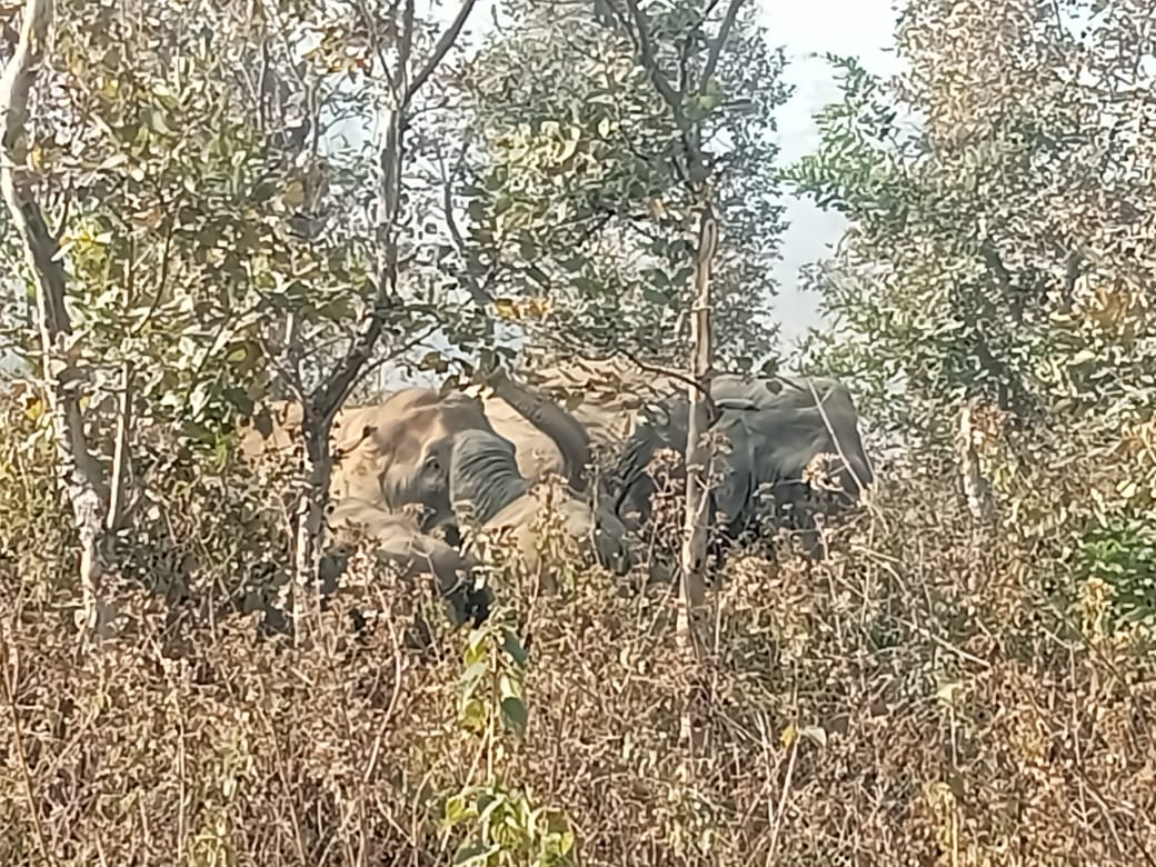 हाथियों के झुंड ने उड़ाई ग्रामीणों की नींद