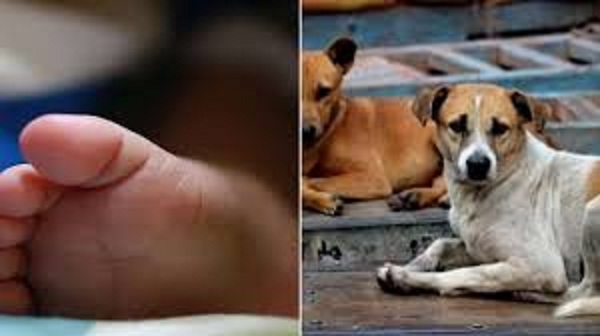 रीवा में कुत्तों ने नोंचा नवजात का शव, फेंकने वाले की तलाश में जुटी पुलिस
