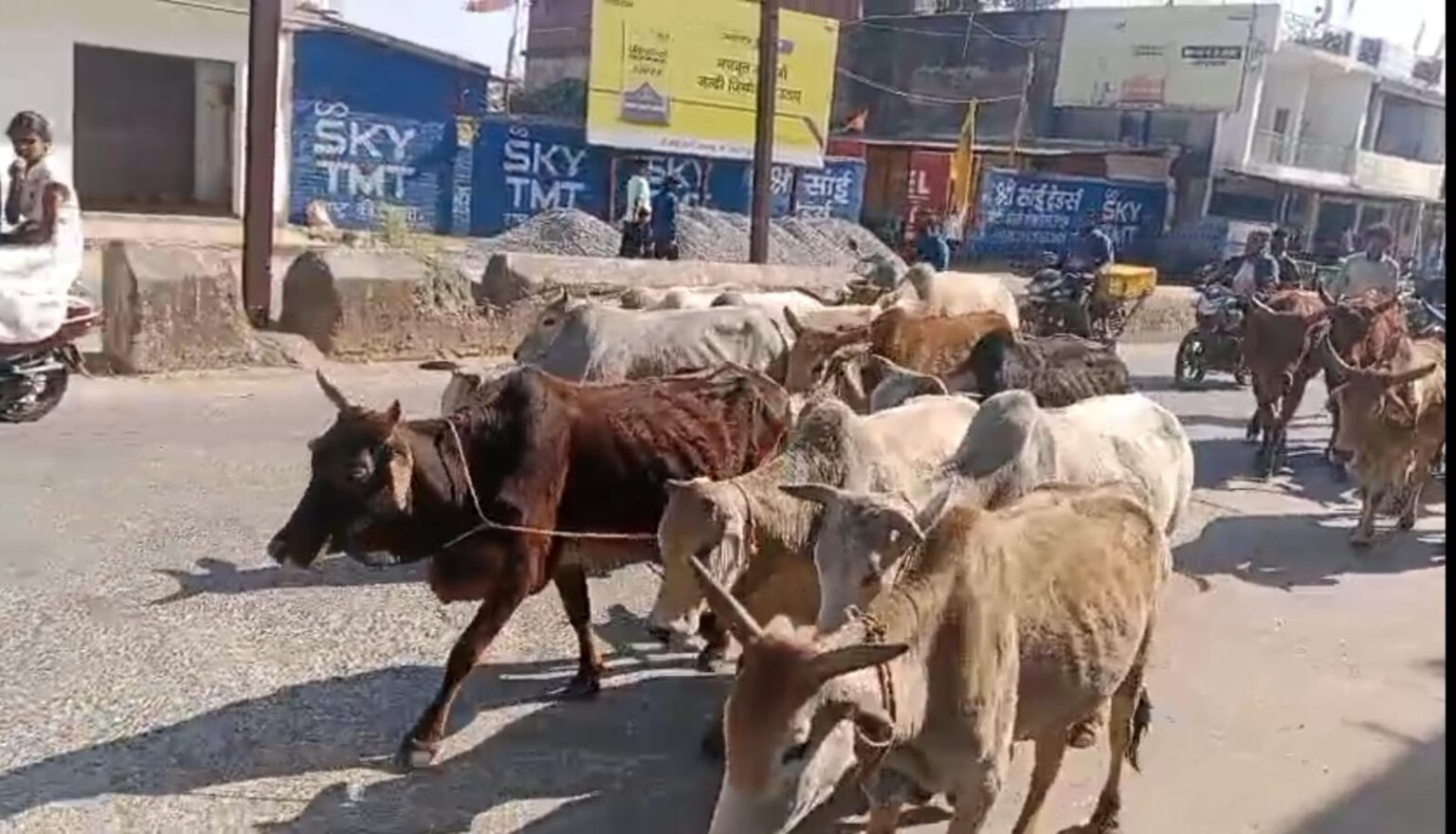 रायगढ़ में ‘ऑपरेशन शंखनाद’  16 मवेशियाें के साथ एक तस्कर गिरफ्तार