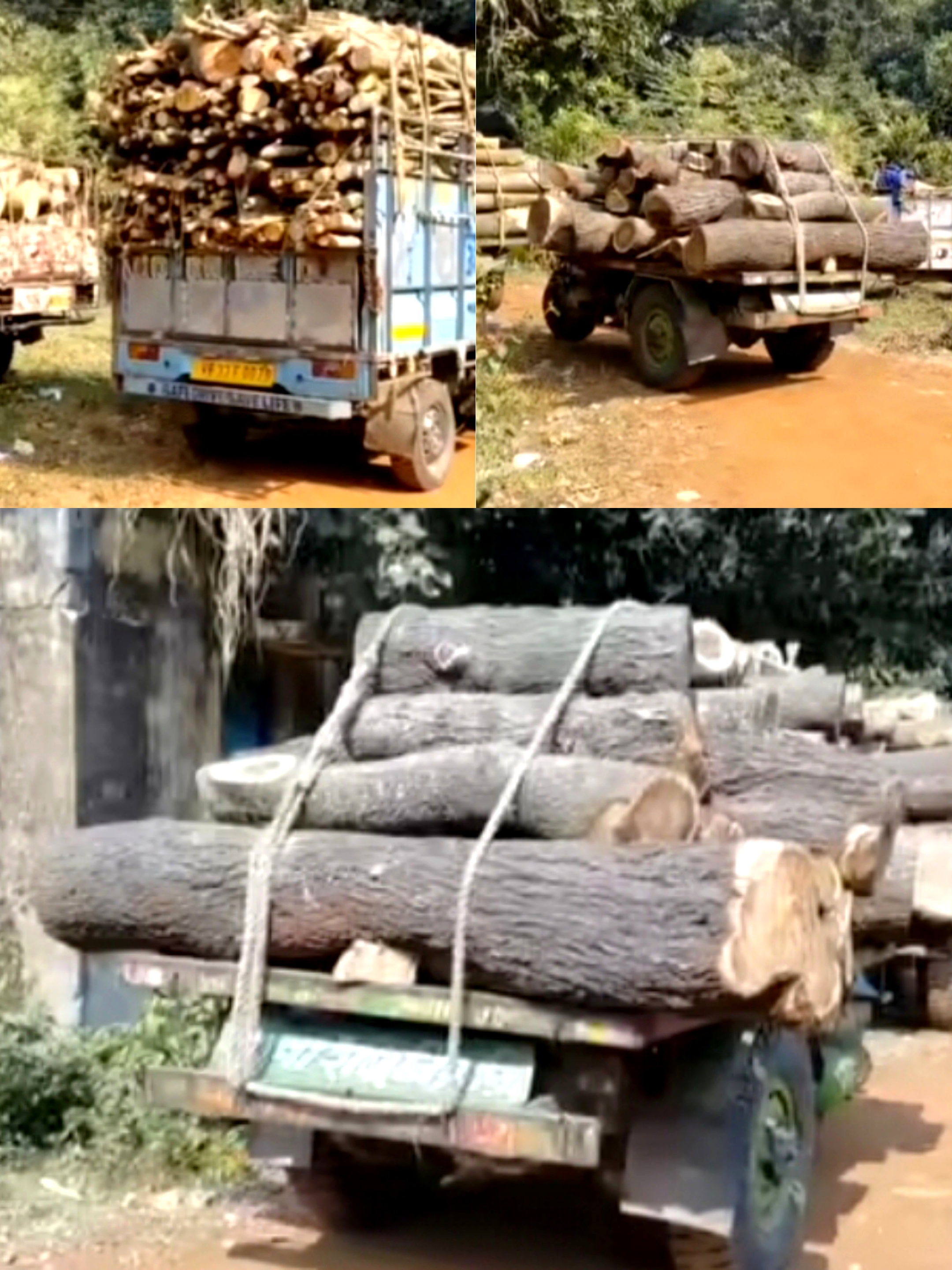 मेदिनीपुर देर रात में पेड़ काटकर तस्करी का प्रयास विफल, वन विभाग ने चार वाहन किए जब्त