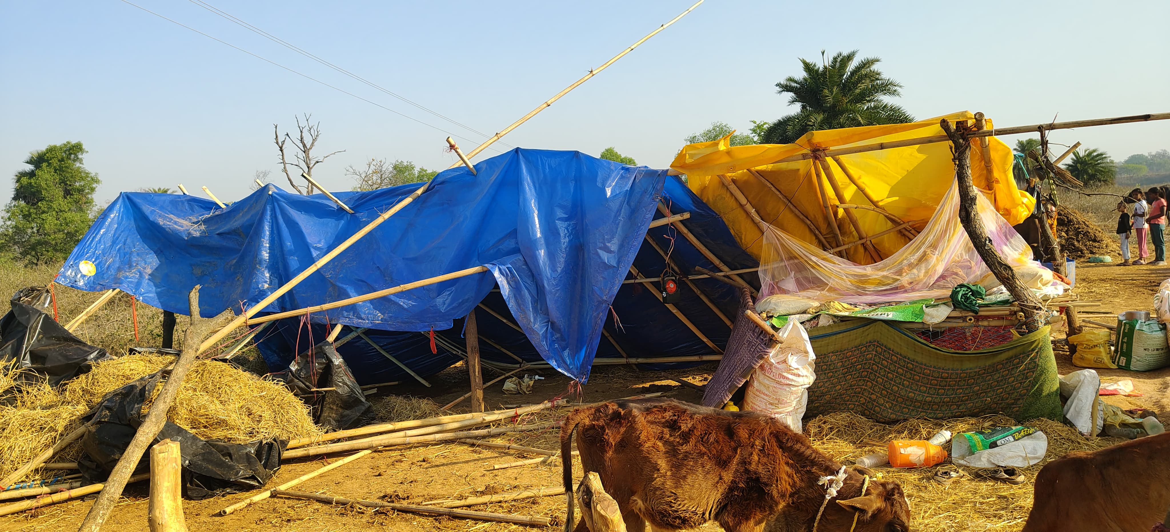 हाथियों का उत्पात जारी, छह मवेशियों को मारा
