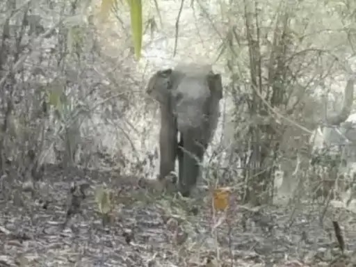 अनूपपुर: मप्र-छग सीमा पर महुआ बीन रहे बुजुर्ग को हाथी ने कुचला: मौत