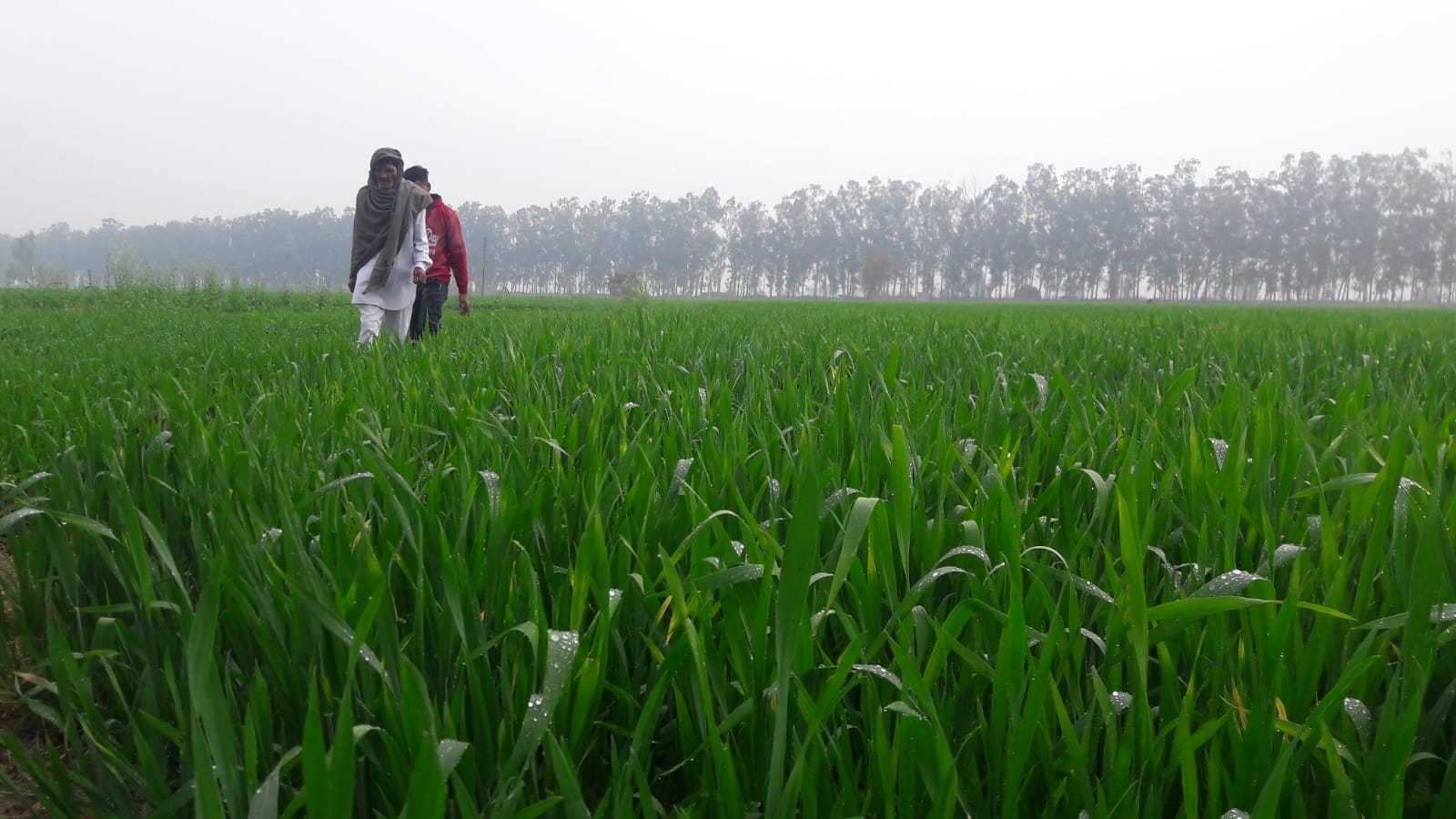 जींद : बारिश ने किसानों के चेहरे खिले,गेहूं की फसल के लिए लाभकारी