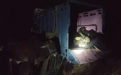 क्यूआरटी टीम और गाे तस्करों में मुठभेड़, दोनों तरफ से पांच राउंड फायरिंग