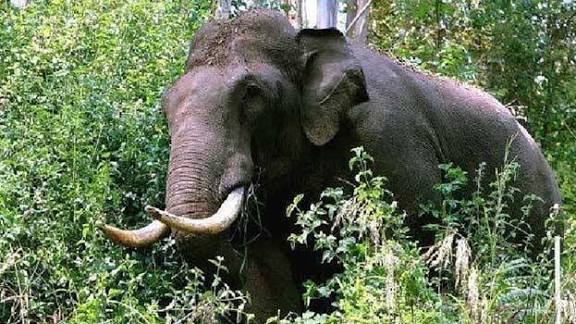 रामानुजगंज में 22 हाथियों का डेरा, जंगलों में बढ़ी हलचल, ग्रामीणों को अलर्ट