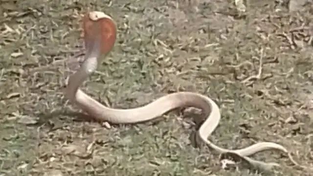 यूपी के रायबरेली में पहली बार दिखा सफेद कोबरा