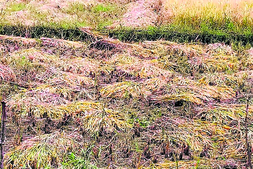 मोंथा का असर:बेमौसम बारिश ने किसानो की बढाई चिंता